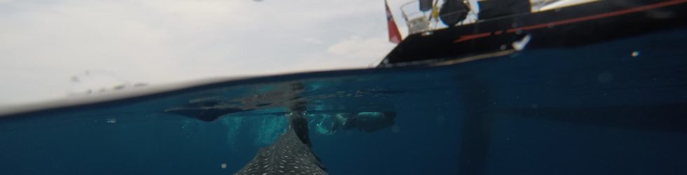 Swimming with Whale Sharks in West Papua